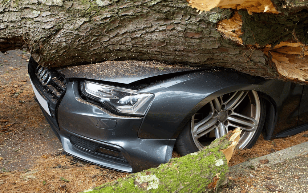 photo of tree fallen on car insurance Miami.png